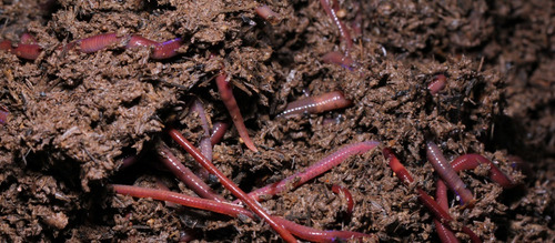 Imagen 7 de 10 de Humus De Lombriz 10l Juani Juana Cultivo Cogoshop Growshop