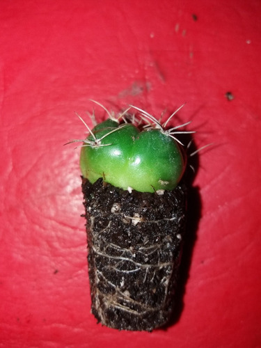 Cactus Y Suculentas A Raiz Desnuda - Sin Maceta