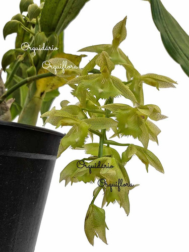 Orquídea Catasetum Planta Adulta Flor Exótica Com Vaso | MercadoLivre