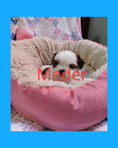 Imagen 4 de 4 de Shih Tzu