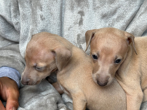 Cachorro Galgo Italiano, Italian Greyhound