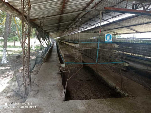 Imagen 3 de 17 de Finca De 12 Hectareas De Gallinas Ponedoras En Villa De Cura