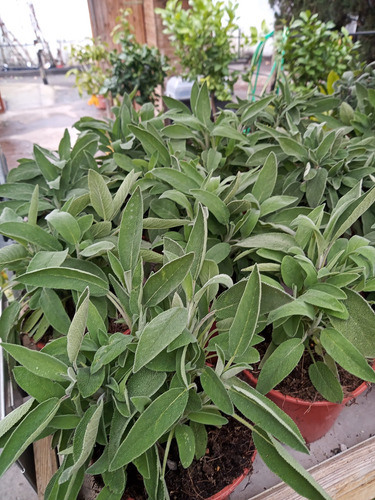 Semillas De Salvia Medicinal Selección Premium