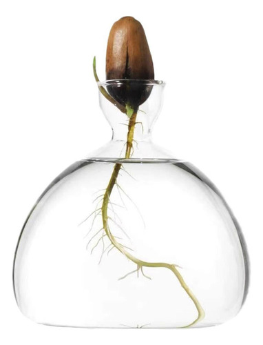 # Florero Inicial De Semillas De Aguacate Transparente,