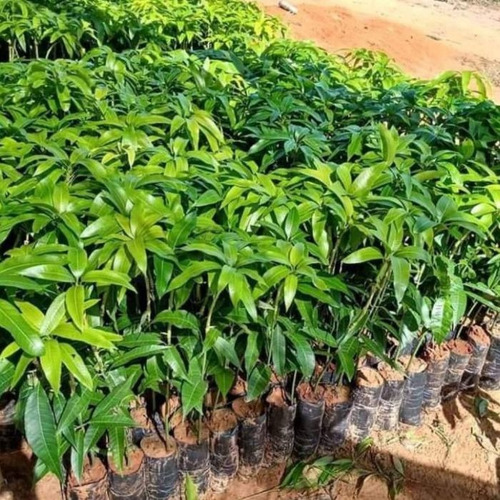 1 Muda Manga Pequi Sem Caroço Enxertada Envio Imediato