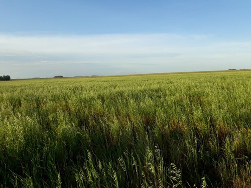 Exelente Campo Agrícola 100%