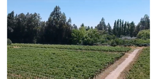 M64218 - Venta Terreno Viñas De Buin Sin Comision - 10 Ha