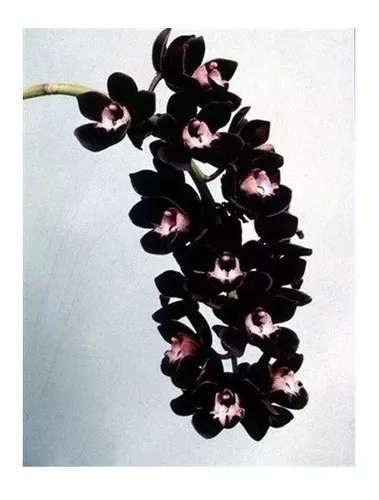 Orquídea Negra Cymbidium Kiwi Midnight Muda Linda