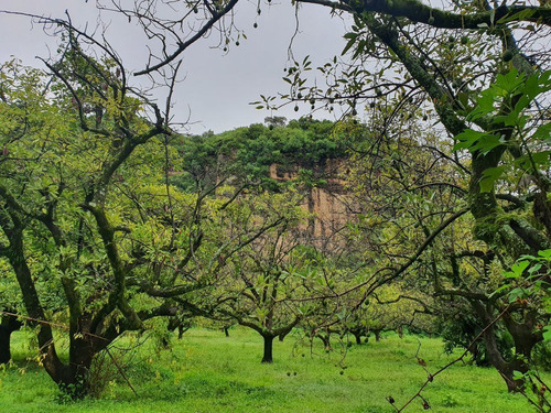 Imagen 2 de 9 de Malinalco Terreno En Venta