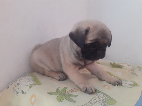 Imagem 3 de 5 de Pug