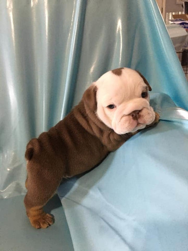 Imagen 4 de 9 de Hermosos Bulldogs Inglés Blue Precio De Oferta Navidad