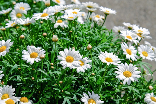 Crisantemo Blanco Gigante 25 Semillas Planta De Sol Sdqro2