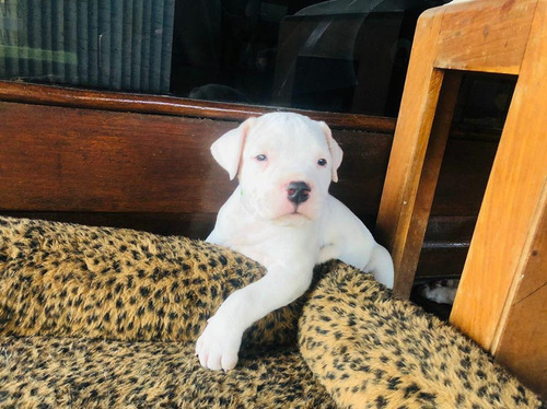 Filhotes Dogo Argentino