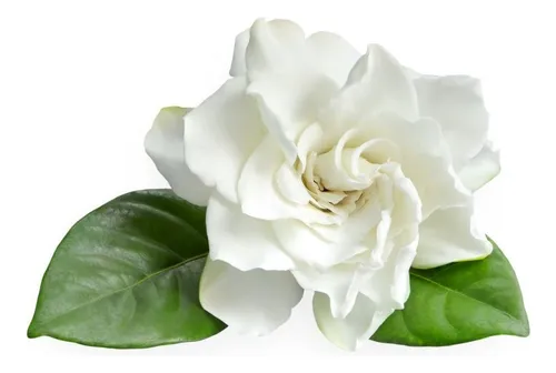 comprar Jazmín Del Cabo Gardenia Gratis A Rm  Envio A Region X Pagar