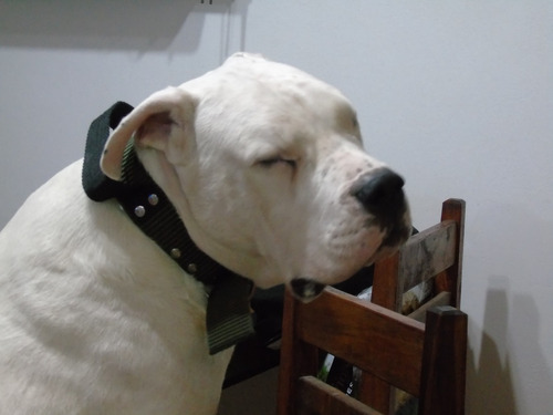 Dogo Argentino Busco Novia Servicio De Monta $ A Convenir
