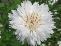 Comprar 50 Semillas Centaurea Cyanus  Blanca Aciano Azulejo Pincel
