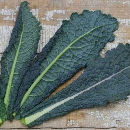 Couve Nero Di Toscana Laciniato Kale 60 Sementes Para Mudas
