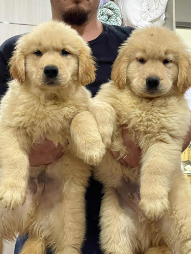 Excelentes Cachorros Golden Retreiver Pedigree Kcu