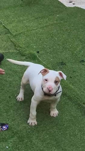 Cachorro América Bully