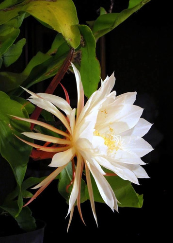 Planta Epiphylum Oxipetalum Blanca. Villa Mitre/ Centro