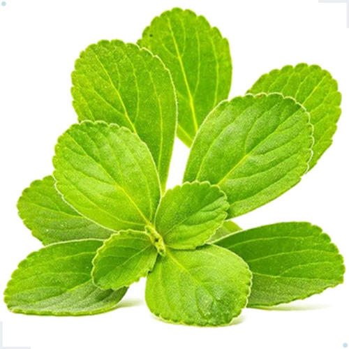 Pacote 100 Folhas Frescas Boldo Do Chile Natural Organico