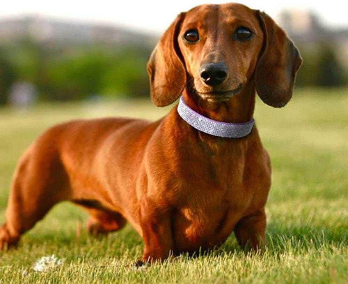 Conjunto De Coleira E Trela Para Cachorro Pequeno Com Laço D