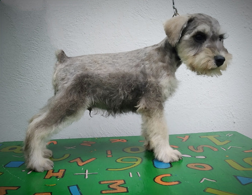 Imagen 1 de 10 de Schnauzer Blancos Y Plata.