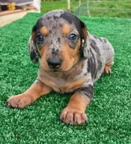 Comprar Cachorro Teckel Macho Black Silver Arlequín Perross Co
