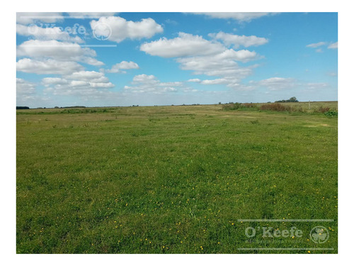 Imagen 9 de 26 de Chacra En Venta En San Nicolas De Los Arroyos - Plantación De Nuez Pecan En Producción