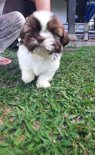 Ejemplar Shitzu Mini Shih Tzu Shizu Chizu Perros Cachorros