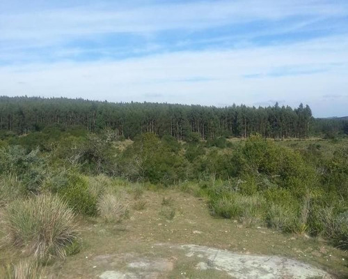 Imagen 8 de 14 de Quinta En Venta En Garzon