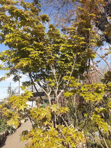 Arbol Acer Palmatum, Arce Japonés 2mts 30lts