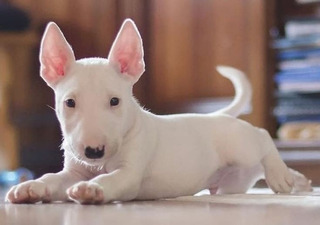 Bull Terrier Mercadolibre Com Mx Bull Terrier Mercadolibre Com Mx