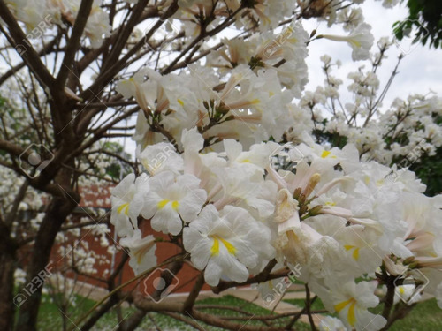 Lapacho Blanco Tabebuia Alba No Semilla Arbolito-ornamental