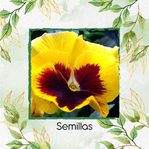 200 Semillas De Flor Pensamiento Amarillo + Kit De Siembra | Envío gratis