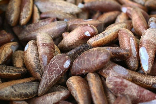 Amêndoa Castanha Coco Babaçu Do Maranhão 100% Natural 15kg