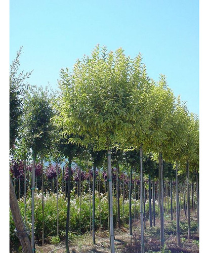 Árbol De Siempre Verde Ligustrum Variegada Vereda Deco