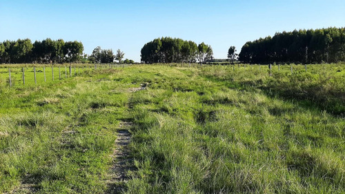 Imagen 2 de 16 de Campo 200 Hectareas Forestal Ganadero A 80kms De Montevideo