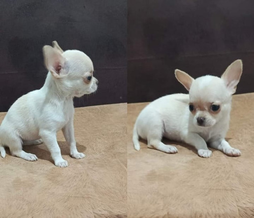 Chihuahua Miniatura 