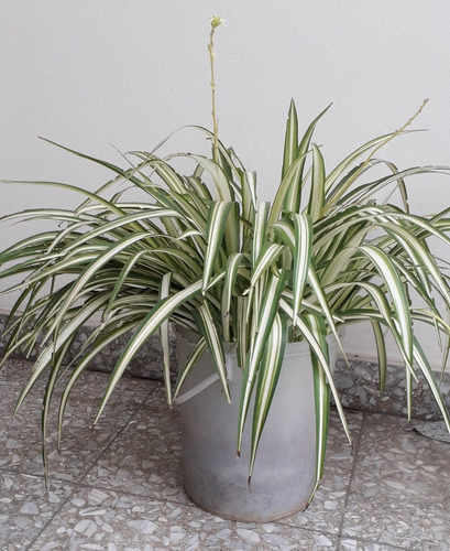 Chlorophytum Comosum Lazo De Amor Planta Grande Balde 10 L. 