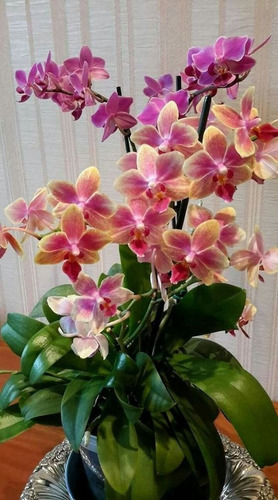 100 Semillas De Orquídea Colors