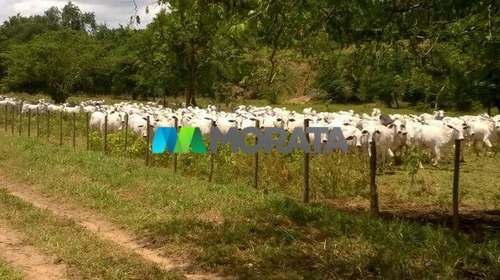 Imagem 2 de 5 de Fazenda - Zona Rural - Ref: 3514 - V-mta3514