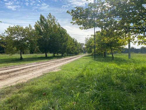 Lote En Venta. Barrio   El Chañar Ll  . Partido De Brandsen. Bs.as