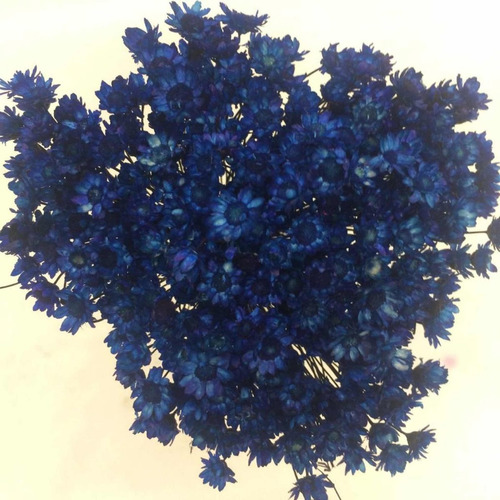 300 Florzinhas Desidratadas Sempre Viva Azul Escuro