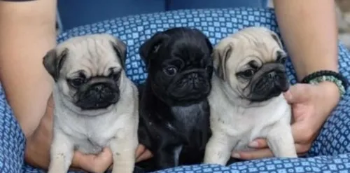 comprar Cachorros Raza Pug Carlino 100% Listos Para Entrega.