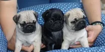 Comprar Cachorros Raza Pug Carlino 100% Listos Para Entrega.