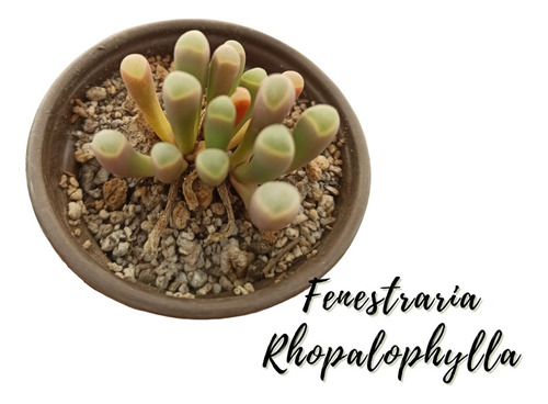 Fenestraria Rhopalophylla Suculenta Africana + Semillas Mix