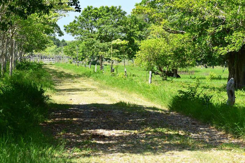Venta Rancho Ganadero 1229 Hectáreas Tuxpan Veracruz.