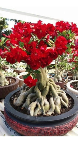  Adenium Rosa Del Desierto Candy