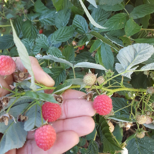 Imagen 3 de 5 de Frambuesas Liofilizadas - Marca Dulce Salud